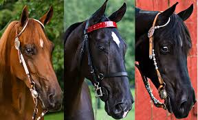 Various Horse breeds