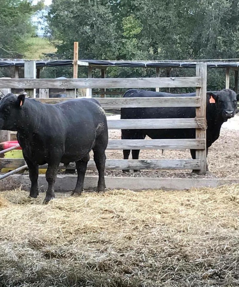 Bulls in fence 