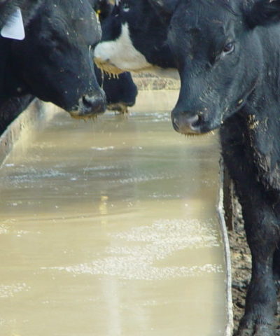 two black cows 